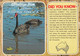 Yanchep National Park - Australian Black SWan - Andere & Zonder Classificatie