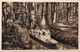 A2444 - Der Spreewald - Im Hochwald - Waldbroel Spree Forest Germany 1956 USED POSTCARD - Waldbröl