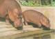 HIPPOPOTAMUS * BABY HIPPO * ANIMAL * ZOO & BOTANICAL GARDEN * BUDAPEST * KAK 0028 811 * Hungary - Ippopotami