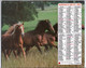 CALENDRIER GF 1982 - Vaches En Pâturage, Chevaux, Imprimeur Oberthur Rennes (calendrier Double) - Grand Format : 1981-90