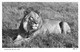 Lion Au Repos  African Wild Life By Kathleen Firmin N°4 Lion - Lions