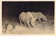 Carte Photo Rhinocéros De Nuit Photocard Martin Johnson Flashlight Of 2 Rhinos - Rhinozeros