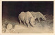 Carte Photo Rhinocéros De Nuit Photocard Martin Johnson Flashlight Of 2 Rhinos - Rhinocéros