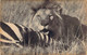 Lion Dévorant Un Zèbre Carte Postale Ancienne David Et Vallois - Lions