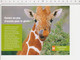 2 Scans Belette Américaine / Girafe Et Acacia / Animal GEO2 - Unclassified