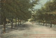 001048 - BULGARIA - VARNA - ALLEE "RENAISSANCE DE LA BULGARIE' DANS LE PARC AU BORD DE LA MER - ED. DIMITROV - 1911 - Bulgaria