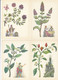 MEDICAL USEFULL PLANTS 16 Postcards 1983 #A34 - Plantes Médicinales