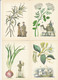 MEDICAL USEFULL PLANTS 16 Postcards 1983 #A34 - Plantes Médicinales