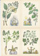 MEDICAL USEFULL PLANTS 16 Postcards 1983 #A34 - Plantes Médicinales