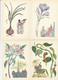 MEDICAL USEFULL PLANTS 16 Postcards 1983 #A34 - Plantes Médicinales