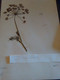 Planches Herbier Apiaceae - Sonstige & Ohne Zuordnung
