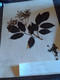 Planche Herbier Caprifoliaceae - Other & Unclassified