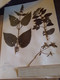 Planches Herbier Lamiaceae - Other & Unclassified