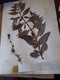 Delcampe - Planches Herbier Lamiaceae - Otros & Sin Clasificación