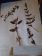 Delcampe - Planches Herbier Lamiaceae - Other & Unclassified