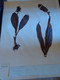 Planches Herbier Orchidaceae - Autres & Non Classés