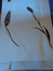 Planches Herbier Orchidaceae - Other & Unclassified