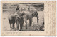 R24- SRI LANKA - ELEPHANTS AT TERRY NEAR KANDY  - (ANIMÉE - ÉLÉPHANT - OBLITERATION DE 1903 - 2 SCANS - Sri Lanka (Ceylon)