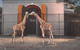 Basel Zoologischer Giraffen - Giraffes