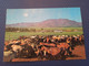 Mongolia. Horse Field In The Mountains. 1970s -    - Old Postcard - Mongolië