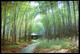 China Bamboo Grove Postcard /Bambushain Postkarte - China