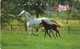 PHONE CARD- JAPAN - NTT - Paarden