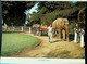 (Booklet 131) Australia - SA - Adelaide Parks & Gardens (with ELEPHANT Ride At Zoo !) - Adelaide