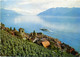 SVIZZERA  SUISSE  VD  SAINT-SAPHORIN  LAVAUX  Vignoble - Saint-Saphorin