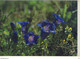 BLAUER ENZIAN  Gentianaceae - Geneeskrachtige Planten