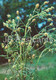 Plantago - Plantago Psyllium - Medicinal Plants - 1980 - Russia USSR - Unused - Medicinal Plants