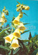 The Yellow Foxglove - Digitalis Grandiflora - Medicinal Plants - 1980 - Russia USSR - Unused - Geneeskrachtige Planten