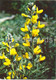 Tapered False Lupin - Thermopsis Lanceolata - Medicinal Plants - 1980 - Russia USSR - Unused - Plantes Médicinales
