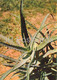 Candelabra Aloe - Aloe Arborescens - Medicinal Plants - 1980 - Russia USSR - Unused - Geneeskrachtige Planten