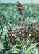 Common Sage - Salvia Officinalis - Medicinal Plants - 1980 - Russia USSR - Unused - Plantes Médicinales