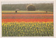 A4596- Champs De Fleurs, Tulip Culture Near Lisse Netherlands - Lisse