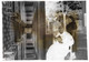 Delcampe - 12 Photographies Négatif Verre 13x18cm  LALOUVESC Ardèche Manoir SAINT AUGUSTIN Colonie ORAN Villa Mélèzes Curés - Plaques De Verre