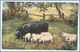 N8066/ "The Simple Life" Tuck`s AK  Schweine Ferkel Ca.1910  - Other & Unclassified