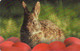 ROMANIA -PHONE  CARD CHIP ROMTELECOM - Rabbits