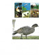 16 Cartes Oiseaux - Vogels