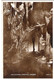 COX CAVE, CHEDDAH, SOMERSET, ENGLAND. UNUSED POSTCARD Ew9 - Cheddar