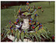 (PP 10) Australia - QLD - Currumbin Sancturary Lorikeet Fountain (793.38) - Gold Coast