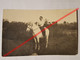 Photo Vintage. Original. Agriculture. Fille Et Cheval. Lettonie D'avant-guerre - Oggetti