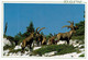 Delcampe - Lot   - Thème - Animaux -  Chèvre Bouquetin Chamois Isard- 68 Cartes - 5 - 99 Postkaarten