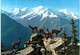 Delcampe - Lot   - Thème - Animaux -  Chèvre Bouquetin Chamois Isard- 68 Cartes - 5 - 99 Postales