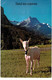 Delcampe - Lot   - Thème - Animaux -  Chèvre Bouquetin Chamois Isard- 68 Cartes - 5 - 99 Postales