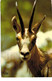 Delcampe - Lot   - Thème - Animaux -  Chèvre Bouquetin Chamois Isard- 68 Cartes - 5 - 99 Postkaarten