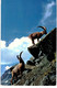 Delcampe - Lot   - Thème - Animaux -  Chèvre Bouquetin Chamois Isard- 68 Cartes - 5 - 99 Postkaarten