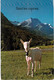 Delcampe - Lot   - Thème - Animaux -  Chèvre Bouquetin Chamois Isard- 68 Cartes - 5 - 99 Postkaarten