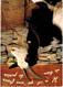 Delcampe - Lot   - Thème - Animaux -  Chèvre Bouquetin Chamois Isard- 68 Cartes - 5 - 99 Postales