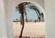 A4820- Ouargla City Palm Tree, Partial View Algeria Africa Postcard - Ouargla